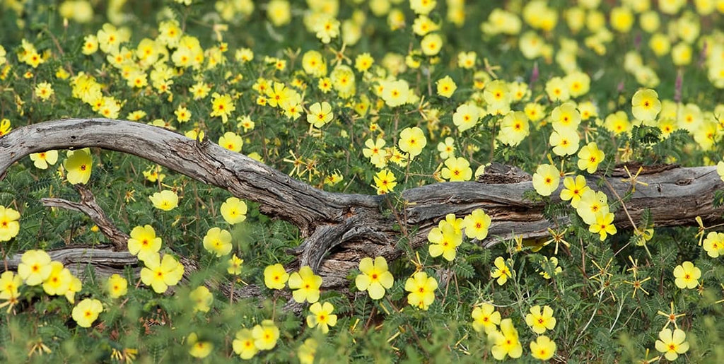 The Unique Benefits Of Bulgarian Tribulus Terrestris